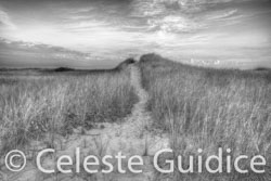 3 / 65 / Cape Cod_0391